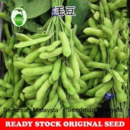 Benih Kacang Edamame / Edamame Seeds / 毛豆种子