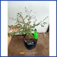 ⊙ ∥ ☑  ️️GREEN African Talisay  Garden Decor