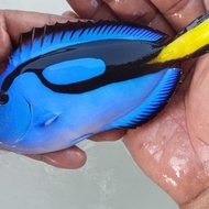 Ikan Hias Laut Dori Xl 14Cm Azjiramart