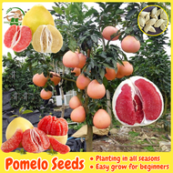 เมล็ดพันธุ์ ต้นส้มโอ บรรจุ 30 เมล็ด Mixed Pomelo Tree Seed Fruit Seeds for Planting Fruit Plants ผลไม้เขตร้อน บอนสี เมล็ดผลไม้ ต้นไม้ผลกินได้ พันธุ์ไม้ผล บอนไซ ต้นบอนสี เมล็ดบอนสี ต้นผลไม้ ต้นไม้แคระ ผลไม้อร่อย ปลูกง่าย คุณภาพดี ราคาถูก ของแท้ 100%