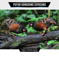 Puyuh Gonggong Sepasang Pilihan
