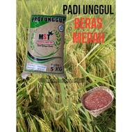 TERMURAH Benih Padi Merah Pamera 5kg / Padi Aromatik Wangi / Benih