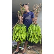PETAI FRESH 10 KEPING PETAI MATA BESAR