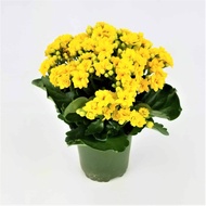 kalanchoe Yellow with FREE Fertilizer and free Pot (Live plant)