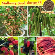 Dwarf Hybrid Variety Mulberry Fruits Seed for Planting (300 Seeds/Pack ) Indoor Ornamental Plants Be