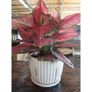 Flower Pot / Plants Pot White  17cm x 14cm (H)