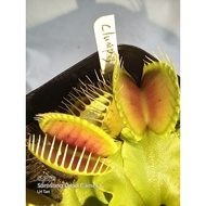 Insect Eating Plant Dionaea muscipula Venus Fly Trap VFT 'Clumping cultivar'