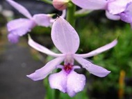 台灣原生蘭花Calanthe sylvatica長距根節蘭(超大花~藍紫花~超大植株+不定時來花)