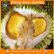 Anak Pokok Durian D24 Sultan King Sapling Pokok Stabil Pokok Kawin