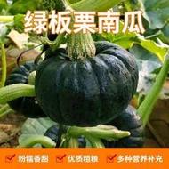 綠甜板栗南瓜種子甜蜜南瓜種籽香甜可口蔬菜四季苗春秋種孑