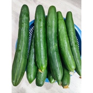 Biji Benih Timun Jepun (1 paket : 10 biji)