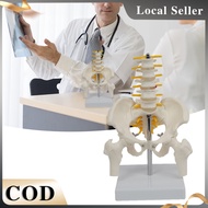 PVC Human Pelvis Skeleton Model with Vertebrae Spine Model Human Skeleton Model with Pelvis