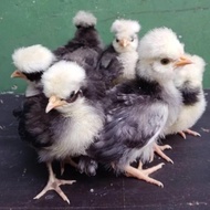 Ready Anakan Ayam Poland -Lapak Robi