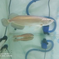 NEW Ikan Arwana Jardini Green Pearl 18-20 cm.