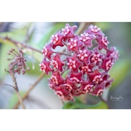 Hoya Pubicalyx Red/ Hoya Carnosa Red