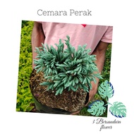Bonsai cemara perak