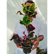 Pokok Puding Thailand ID: Neon Cantik(Rare Item)🔥