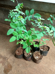 Bibit tanaman bunga telang / pohon bunga telang /bibit bunga telang