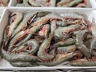 🦐爭鮮小舖🦀-布袋現撈急凍野生劍蝦