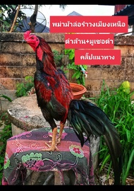 ไข่ไก่ชนพม่าม้าล่อรำงเมีองเหนือเจ้าหยกดำ