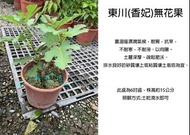 心栽花坊-東川無花果/香妃無花果/6吋/無花果/水果苗/售價180特價150