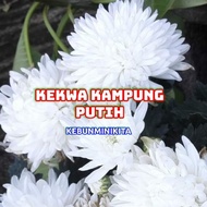 💥💥Anak Pokok kekwa kampung putih