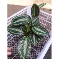 ☃❁▽Calathea Medallion (Small)