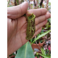 nepenthes trichocarpa