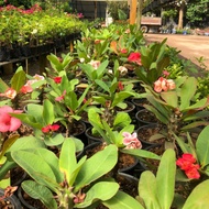 pokok bunga posian mahkota berduri