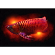 ⭕ Ikanhias Ikan Hias Arwana Arowana Sr Super Red Superred 8-10 Cm
