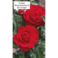 Ownroot Rose Id Fusilier - Wangi mild, Shrub (pic 23Jul)