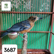 Burung Anis merah trotol jantan