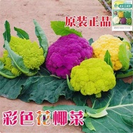 Ready Stock Fast Shipping [Supply] Colorful Cauliflower Seeds Four Seasons Pine Cauliflower Seeds Gr