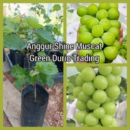 POKOK ANGGUR SHINE MUSCAT GRAPE