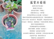 心栽花坊-藍寶石葡萄/5吋嫁接苗/葡萄品種/水果苗/售價2400特價1800