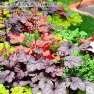 29.8 Yuan Alum Root Not Eight Pots Eight Varieties