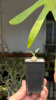 塊根植物 羊玉大戟