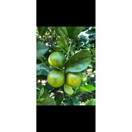 Buah limau kasturi 1kg