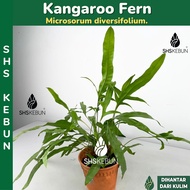 Microsorum diversifolium Kangaroo Paw Fern Paku Pakis Tapak Kangaroo Live Plant Pokok Hiasan SHS Keb