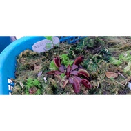 Akai Ryu F5 "Red Dragon" Venus Flytrap