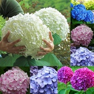 50 ชิ้น การผสมสี ต้นไฮเดรนเยีย พันธุ์เบา พุ่มสวย (Hydranyea seed flowers seeds outdoor plant) ต้นไม้