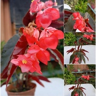 ANOR- Anak Pokok Begonia daun merah/Begonia torch