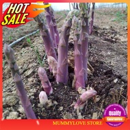 2 Pcs Benih Asparagus Ungu Manis Sweet Purple Asparagus Ready Stock Sarawak