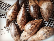 Bibit/Bahan Bonsai Kelapa Lonjong Berdaun Murah Grosir