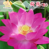 Benih biji teratai Flower Seeds Lotus (pink) about 4 seeds