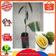 Pokok Durian Musang King Kahwin (D197) pos semenanjung sahaja