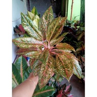 ♞Aglaonema Varieties Part 4 (Rare /baby to large size)