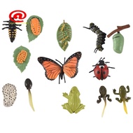 3 Sets Insect Figurines Life Cycle of Butterfly Frog Ladybug Safariology Growth Cycle Model Educatio