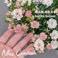 🌹Rare ROSE ID - Sakura  Kagami 樱花镜 Pokok Hidup Ros Mini 💕Baby Rose