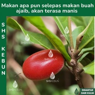 Pokok Ajaib Miracle Berry Miracle Fruit Synsepalum Dulcificum 神奇果 Pokok Buah Ajaib Live Plant SHS Ke